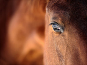 Estate Planning Lawyer - Eye of Arabian bay horse