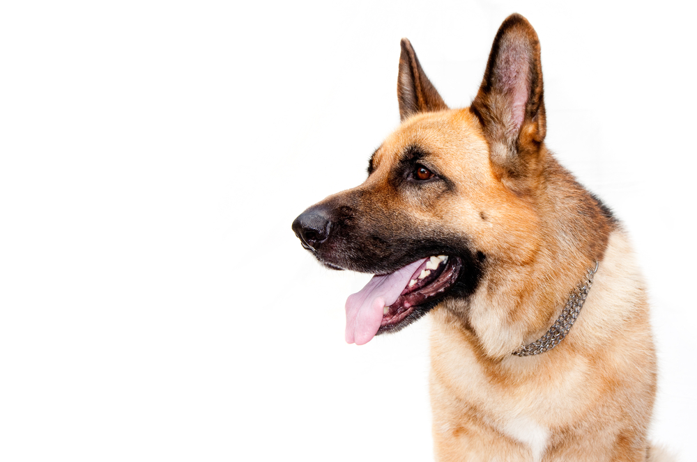 What Happens to My Pet When I Die & What is a Pet Trust? - German shepard dog