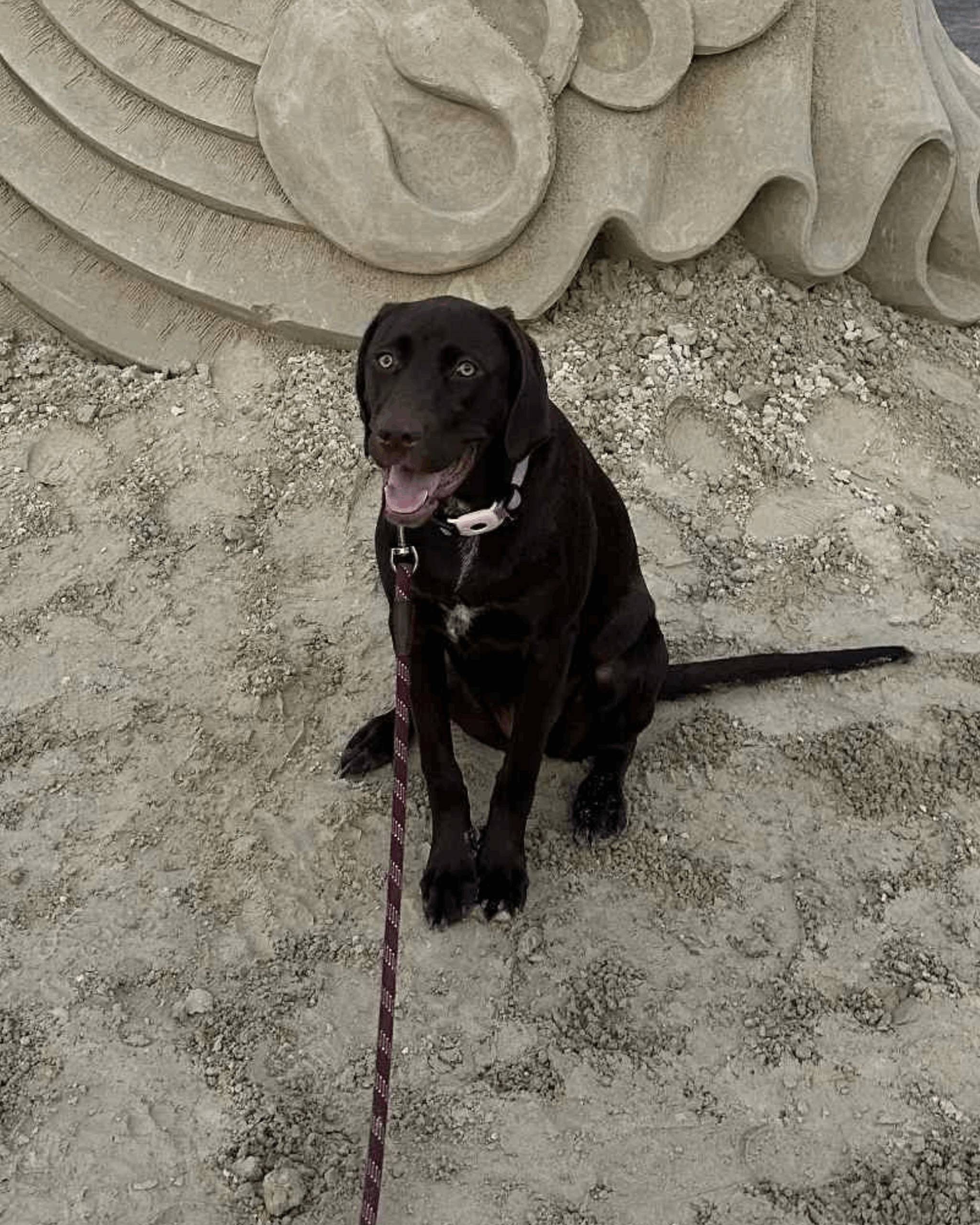 sophie - office dog Mccarthy Law